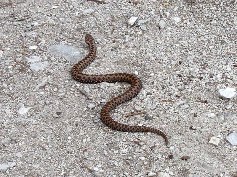 Vipera berus